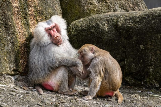 Two baboons are sitting beside each other on rocky ground, one grooming the other's arm.