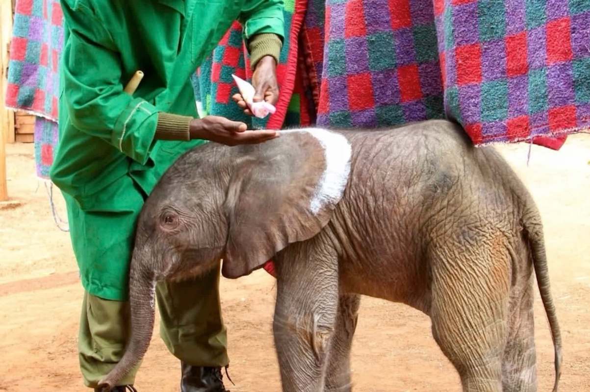 A caregiver applies sunscreen to the ear of a young elephant in a nurturing environment.