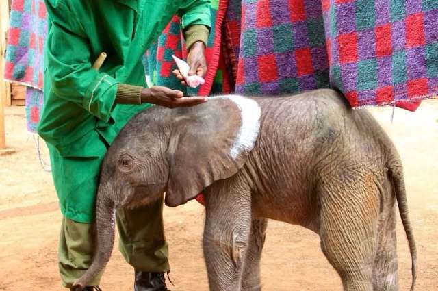 A caregiver applies sunscreen to the ear of a young elephant in a nurturing environment.