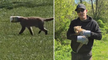 A fox with a plastic container stuck on its head walks in a grassy area, then is held by a man with its head free.