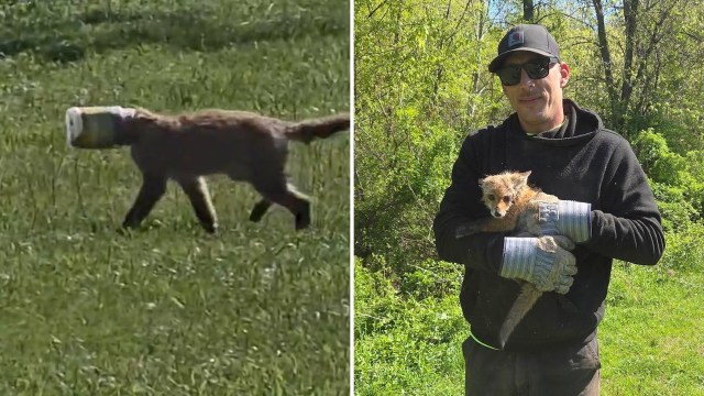 A fox with a plastic container stuck on its head walks in a grassy area, then is held by a man with its head free.
