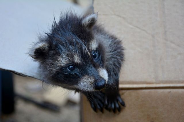 A baby raccoon.
