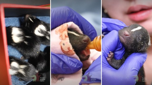 Baby skunks.