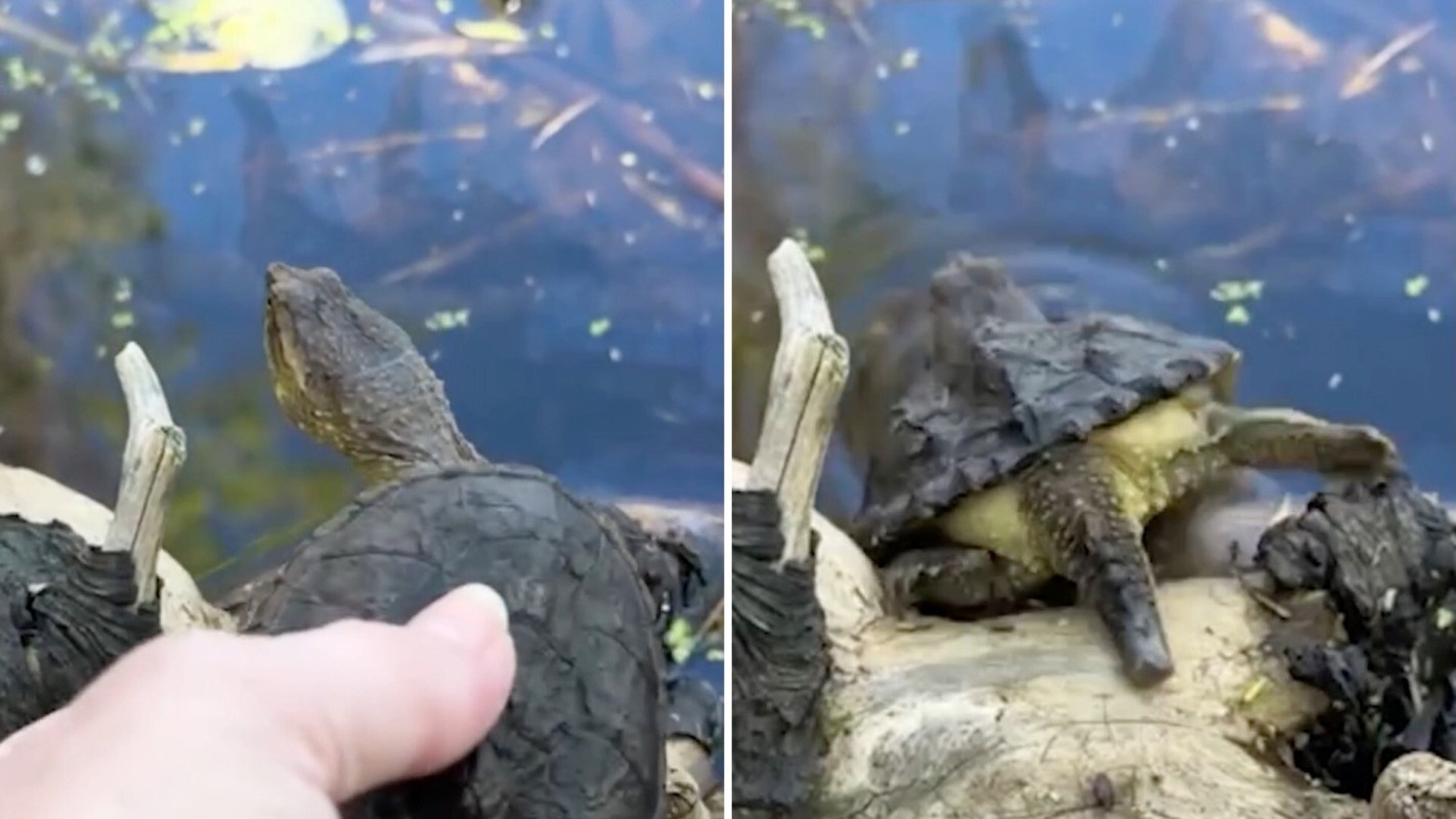 A person gently holds a turtle on a log near calm water, with greenery reflected in the surface.