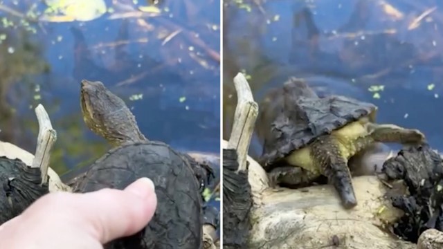 A person gently holds a turtle on a log near calm water, with greenery reflected in the surface.