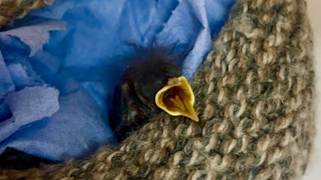 A baby bird chirping urgently from a makeshift nest.