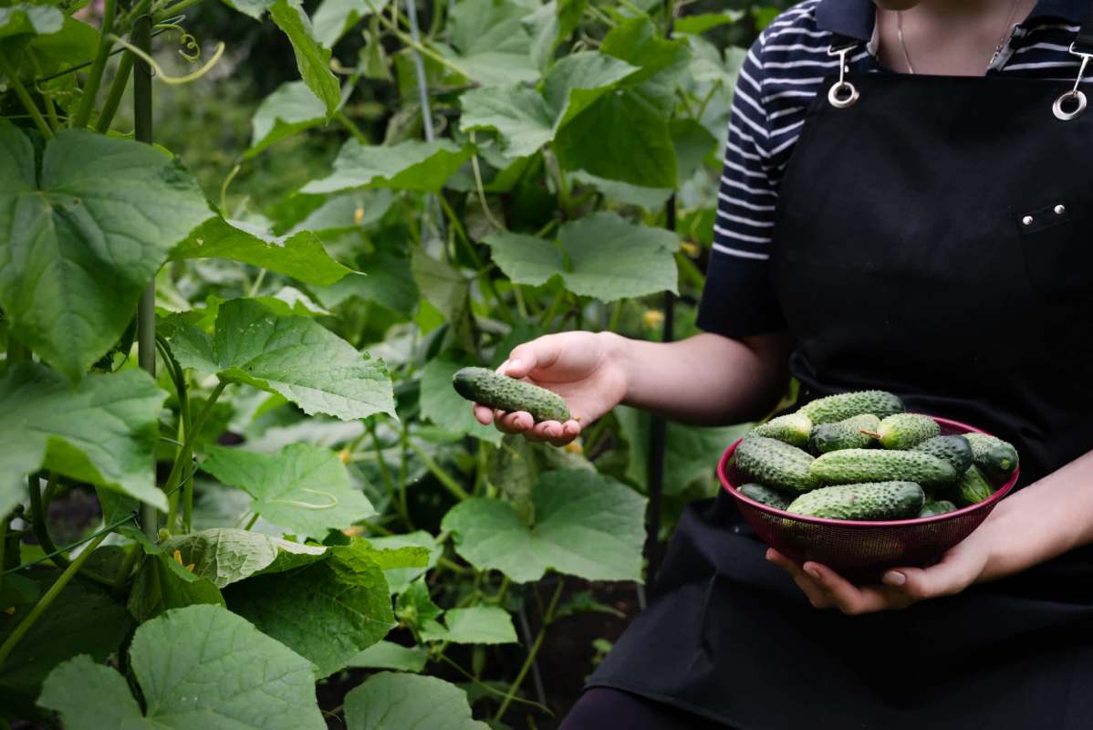 A person in an apron holds a bowl of cucumbers and examines another cucumber among green plants.