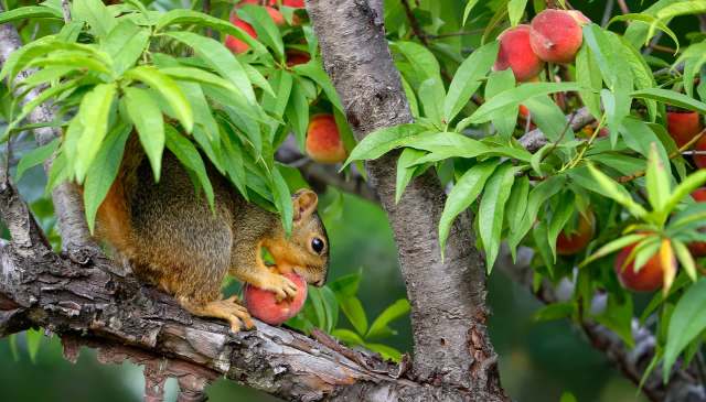 A squirrel eating a peach while perched on a tree branch.
