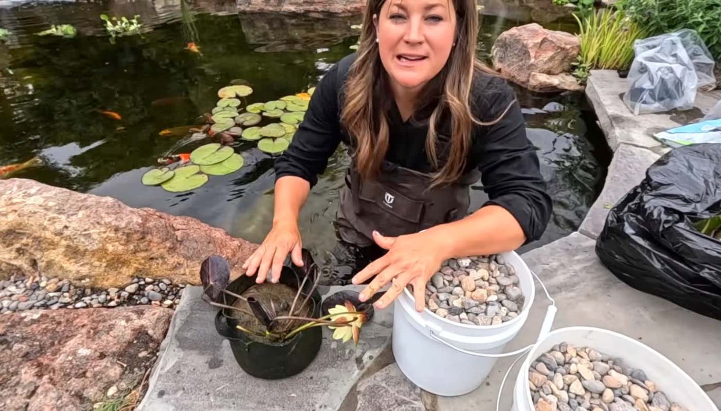 A woman planting water lilies in a koi pond.