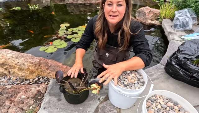 A woman planting water lilies in a koi pond.
