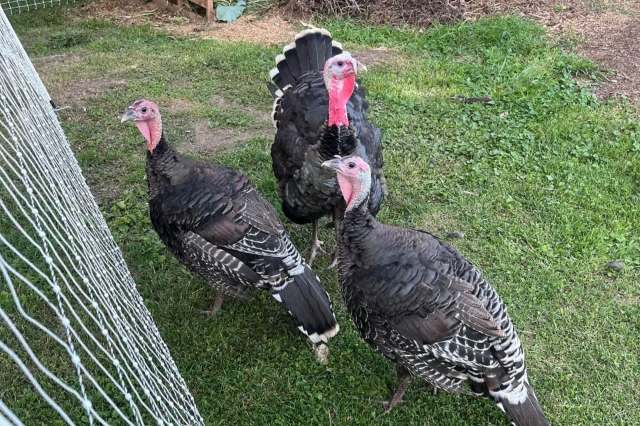 Three turkeys in a fenced-in yard.