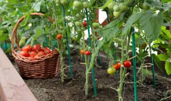 A garden with tomato plants.
