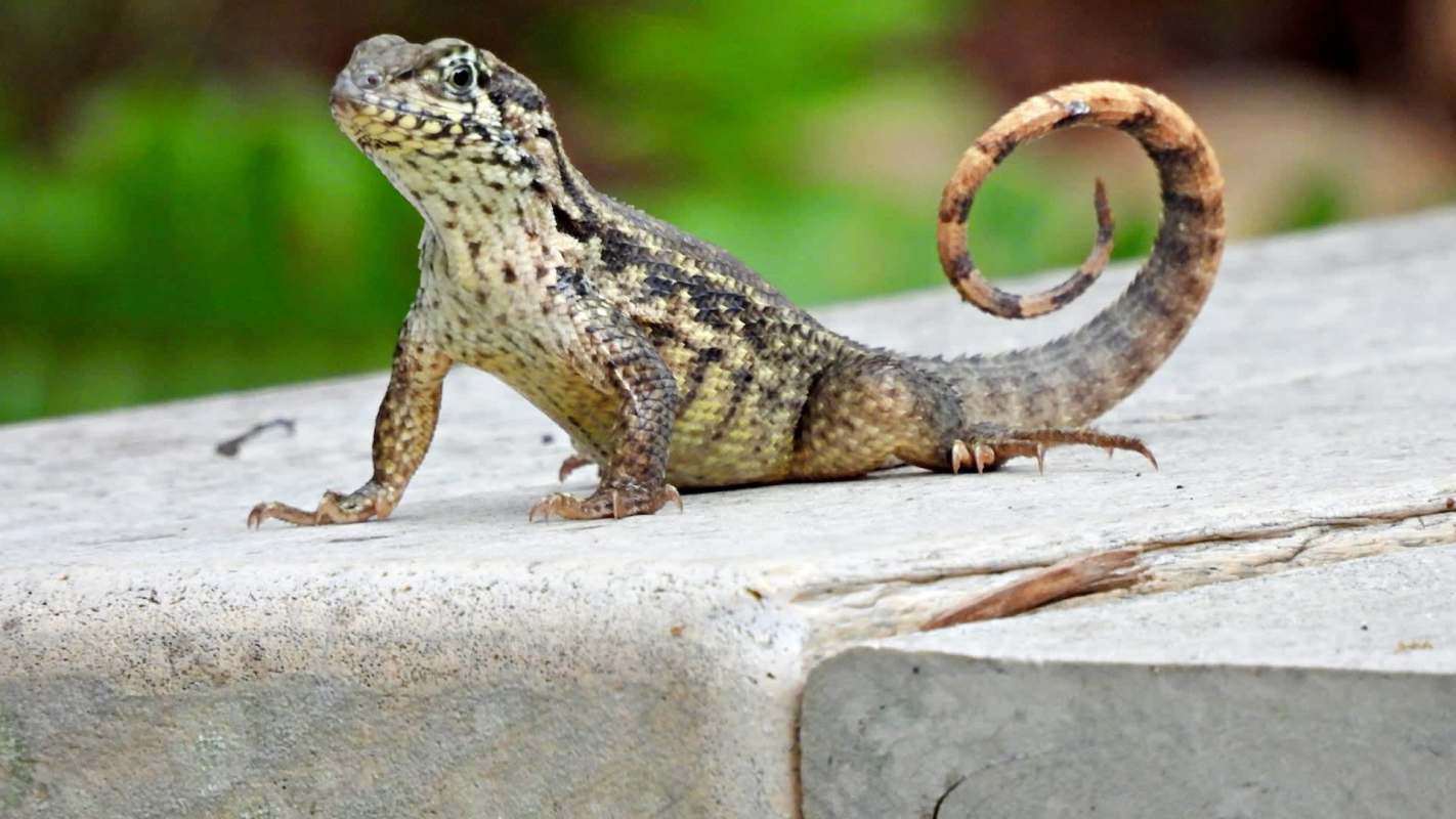 A curly-tailed lizard with a coiled tail stands on a stone surface, surrounded by green foliage.
