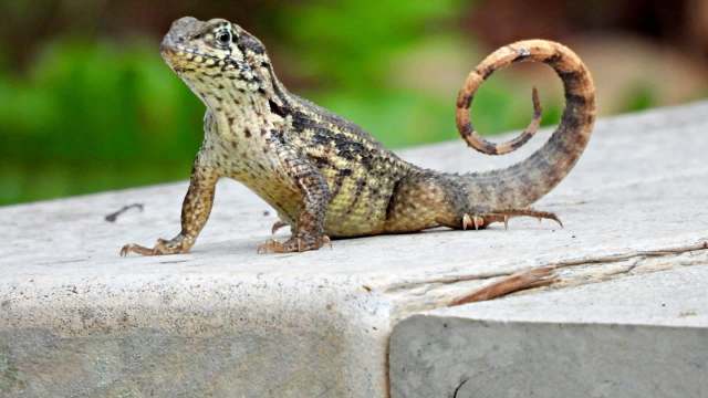 A curly-tailed lizard with a coiled tail stands on a stone surface, surrounded by green foliage.