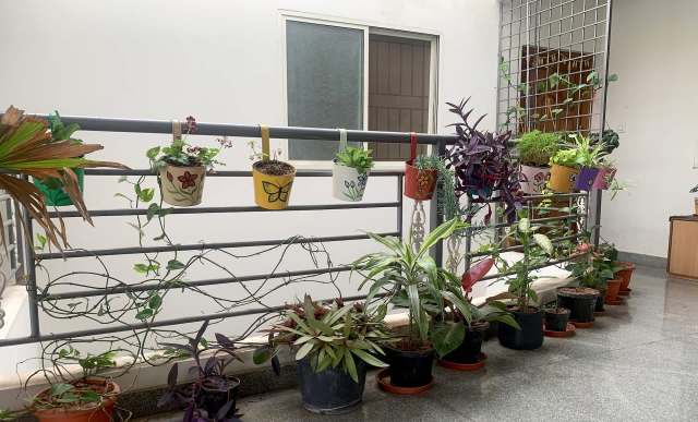A balcony filled with potted plants and hanging planters on a railing.