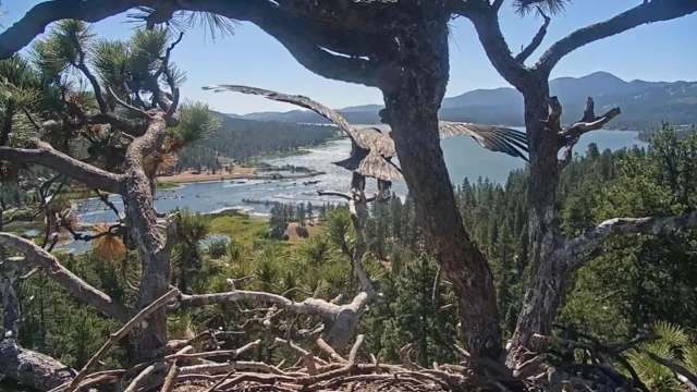 An eaglet takes flight from a tree overlooking a scenic lake and forest landscape.