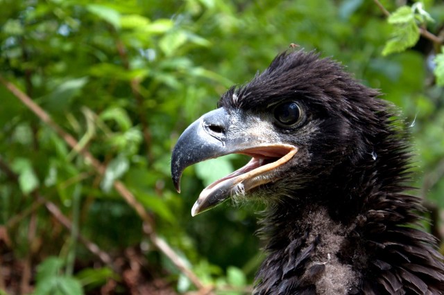 A young bald eagle with its mouth open.