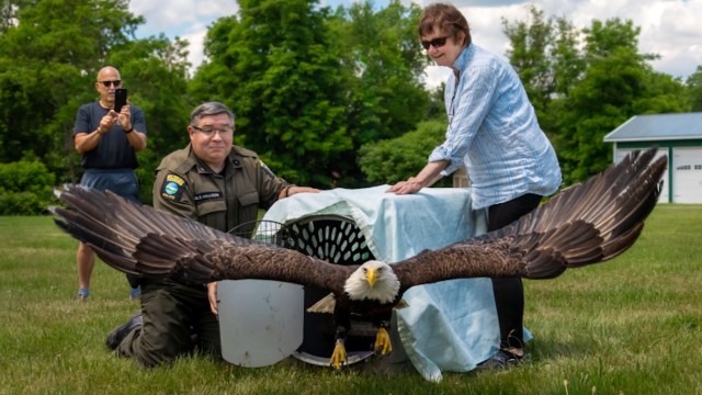 A bald eagle spreads its wings while a wildlife official and a woman assist it outdoors.