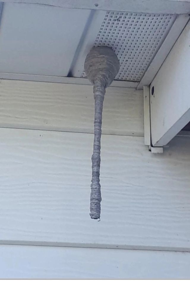 A bald-faced hornet nest underneath an eave.