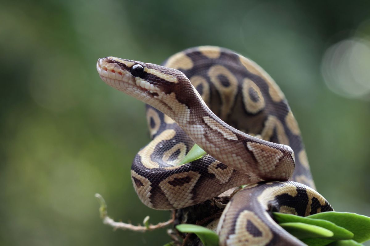 A ball python.