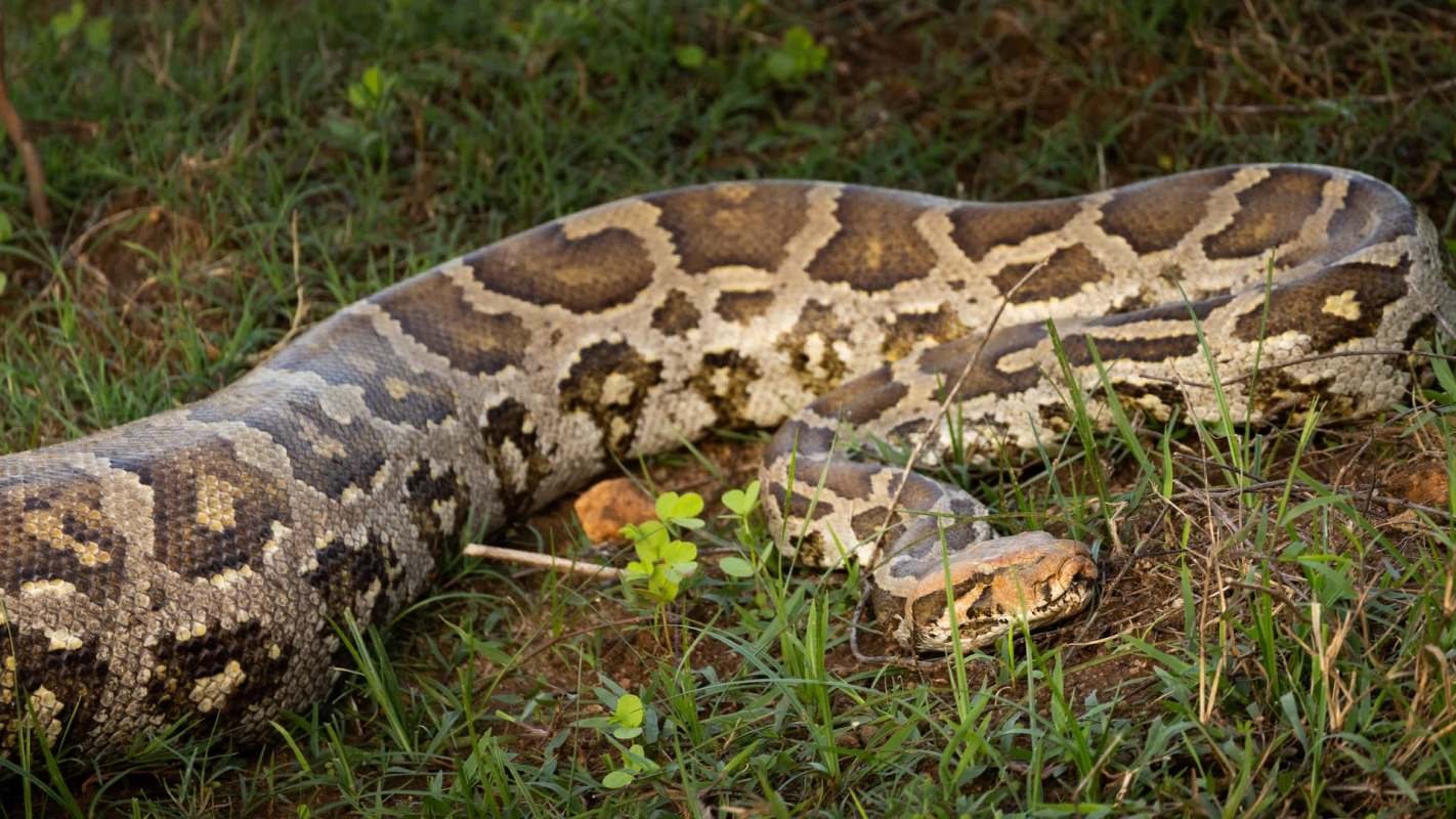 A python resting on the grass with patches of sunlight and small plants nearby.