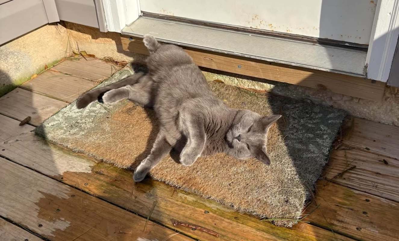 A gray cat lies on a welcome mat in front of a door.