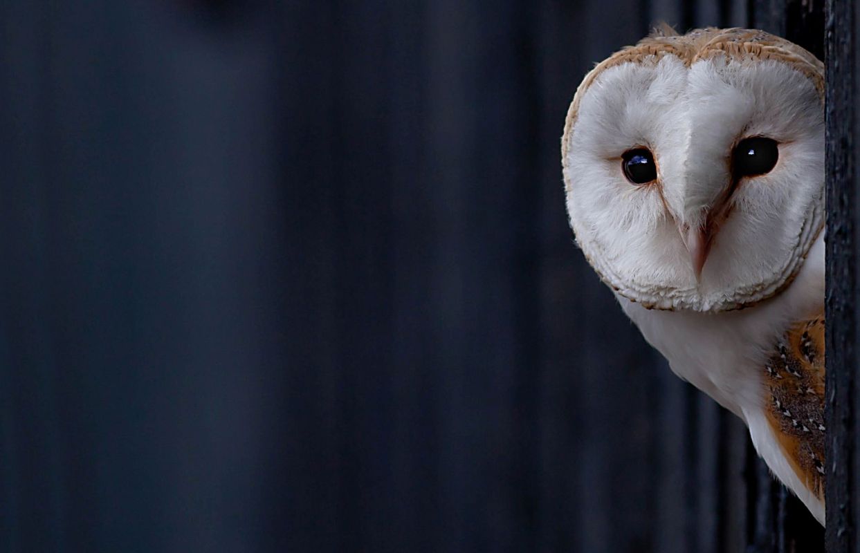 A barn owl.