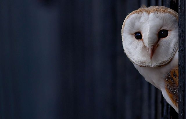 A barn owl.