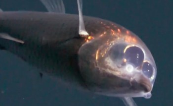 A barreleye fish with a translucent head.