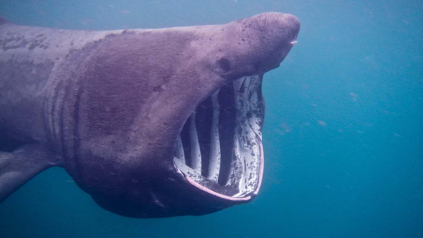 A basking shark with its mouth open underwater.