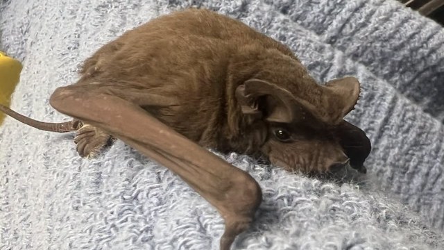 A close-up of a bat resting on a textured gray blanket.