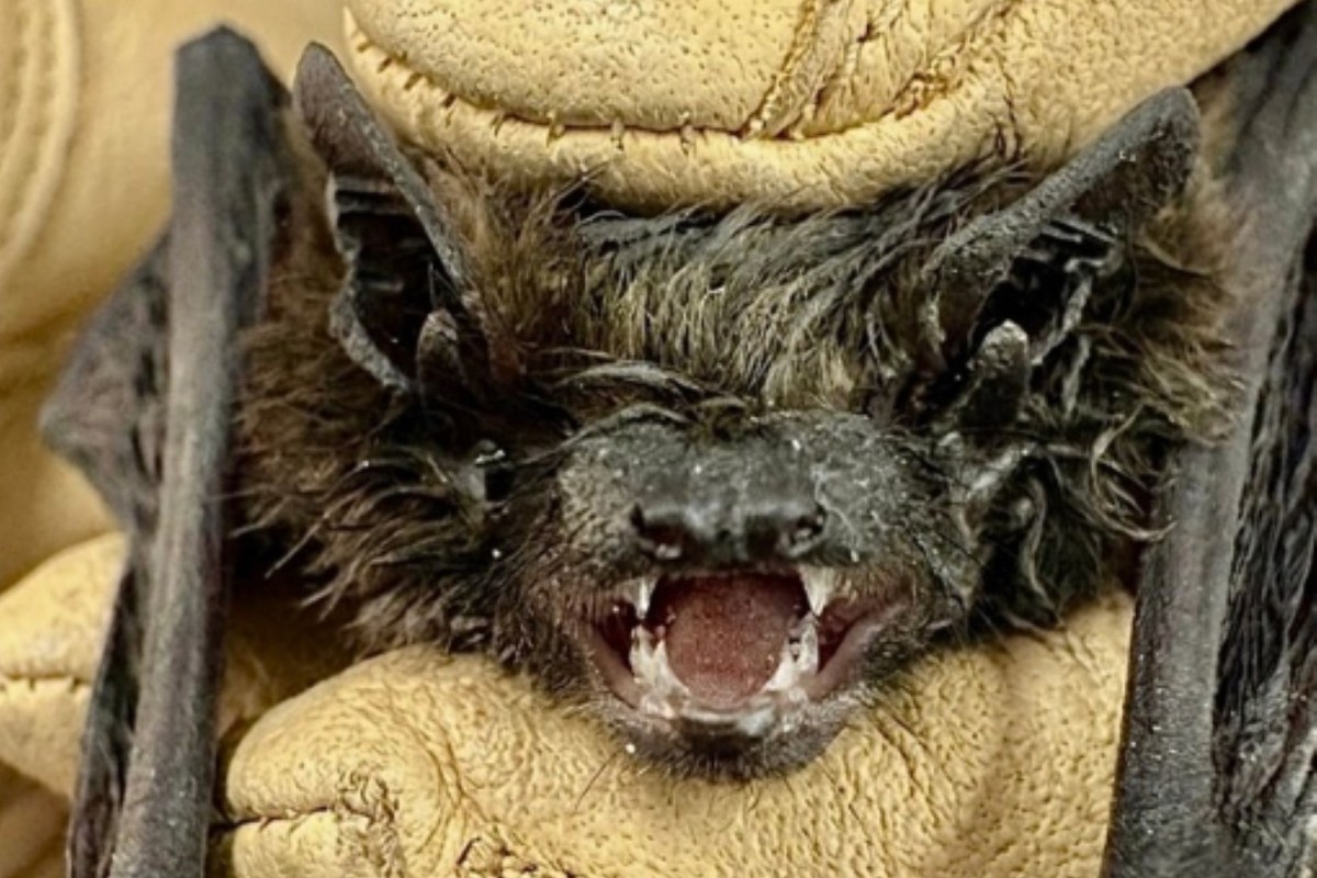 A pipistrelle bat.
