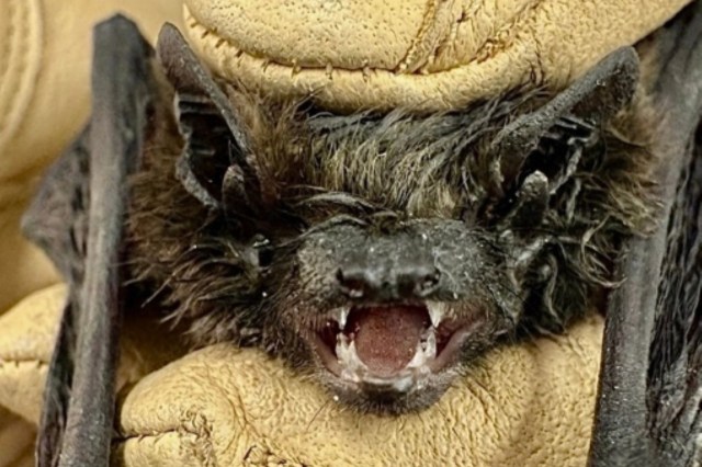 A pipistrelle bat.