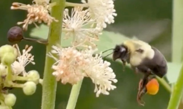 A bumblebee collects pollen from a black bugbane flower.
