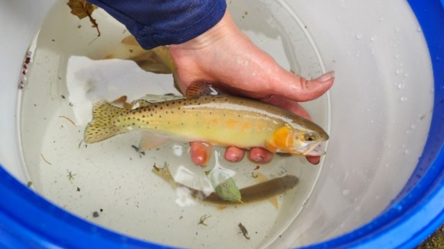 A hand holding a trout above a bucket of water.