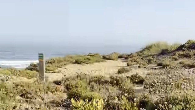 A sandy path surrounded by coastal vegetation leading to the ocean under a clear sky.