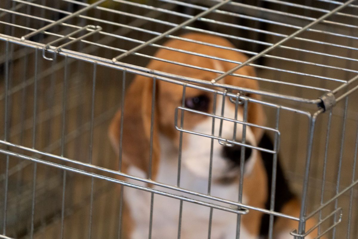 A beagle sits inside a wire kennel, partially obscured by the bars.