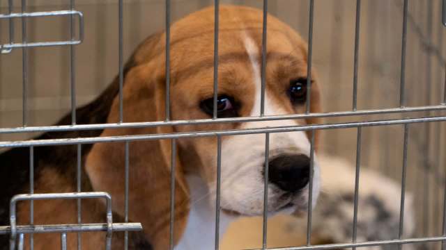 A beagle looks out from behind the bars of a metal cage, displaying a sad expression.