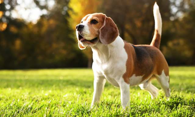 A beagle stands on lush green grass with a blurred, colorful background.
