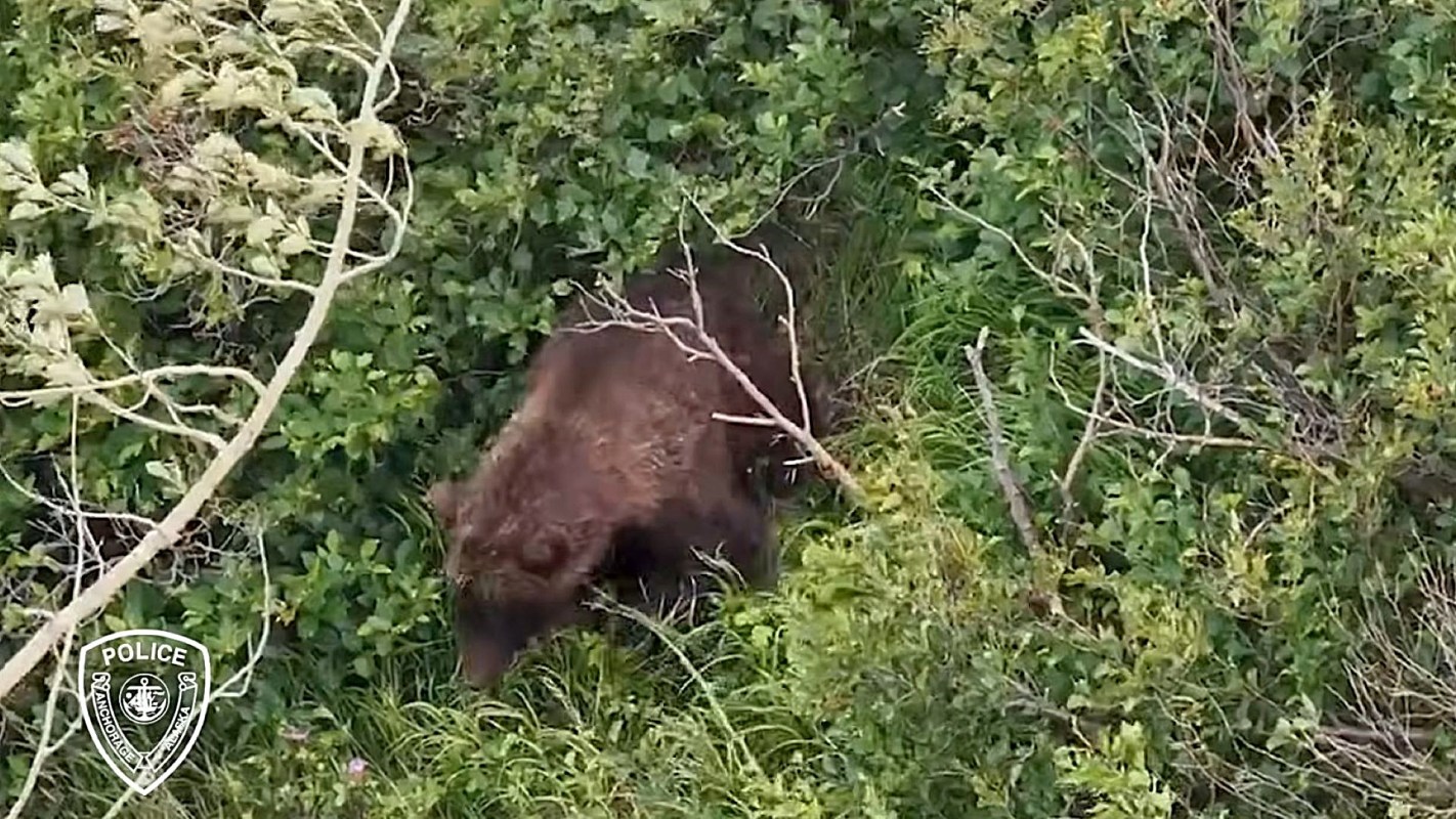 A bear forages among dense green foliage, partially obscured by branches and grass.