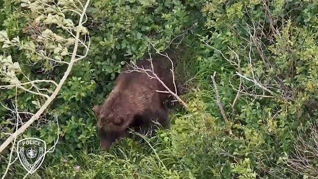 A bear forages among dense green foliage, partially obscured by branches and grass.