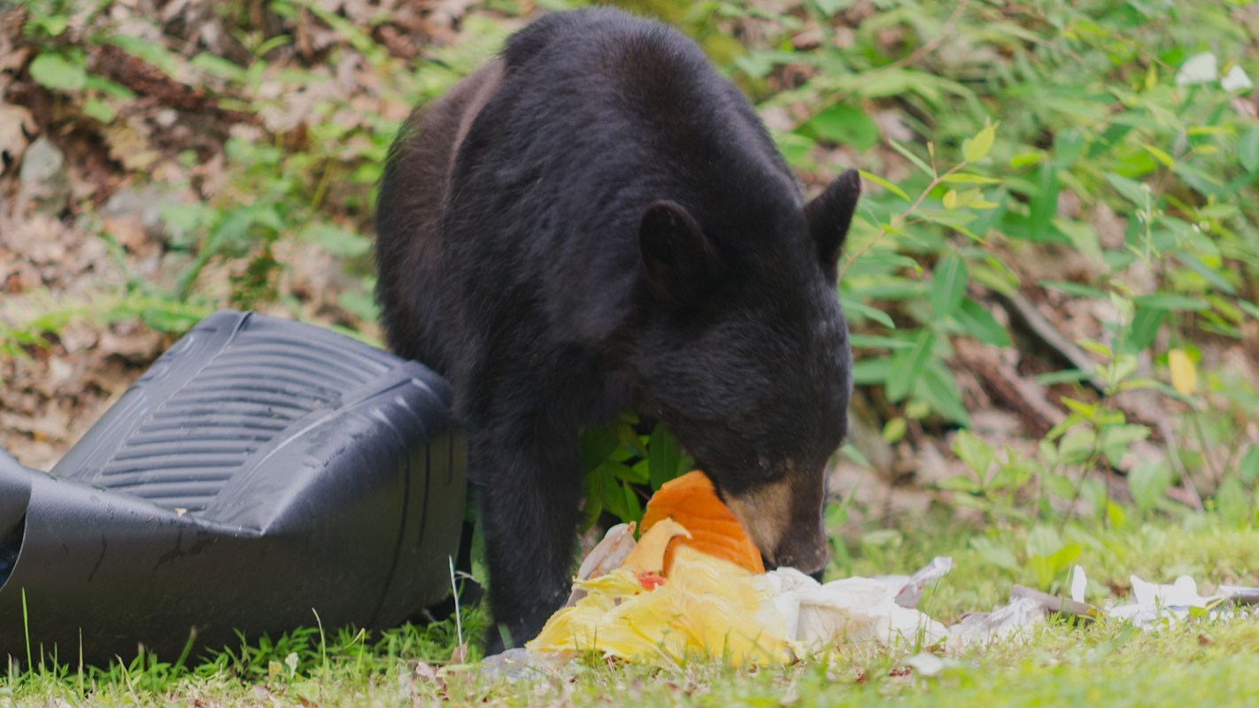 A black bear scavenges through discarded food near a plastic container in a forested area.