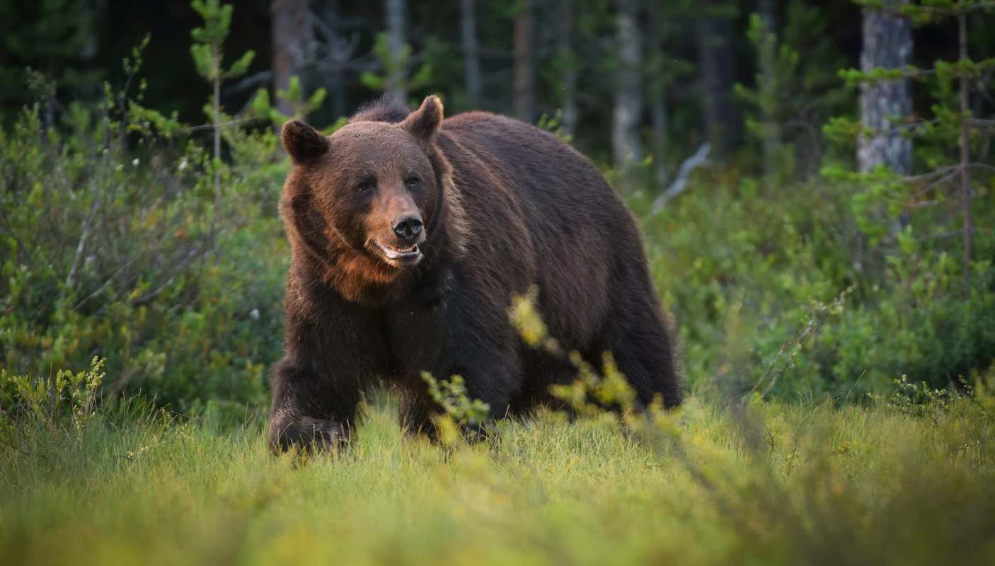 A brown bear walking through grass.