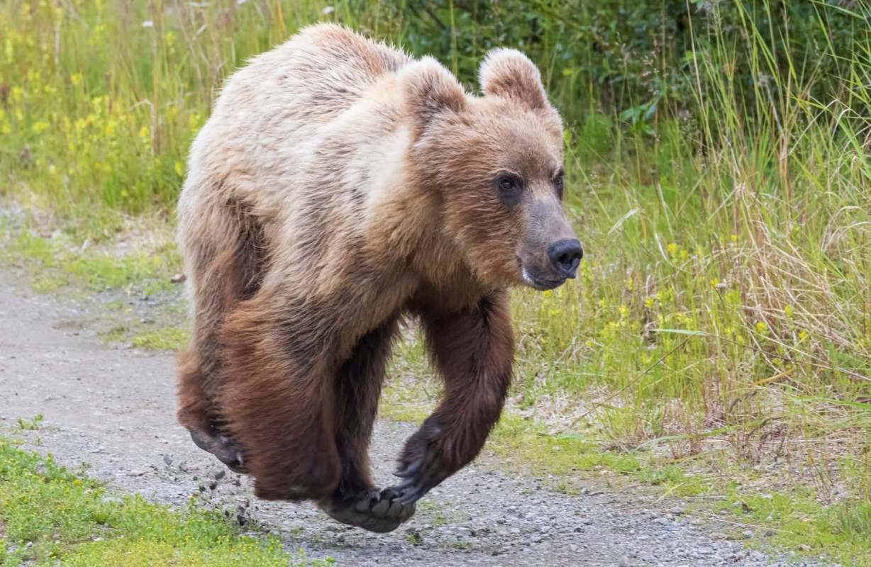A brown bear running on a dirt path.