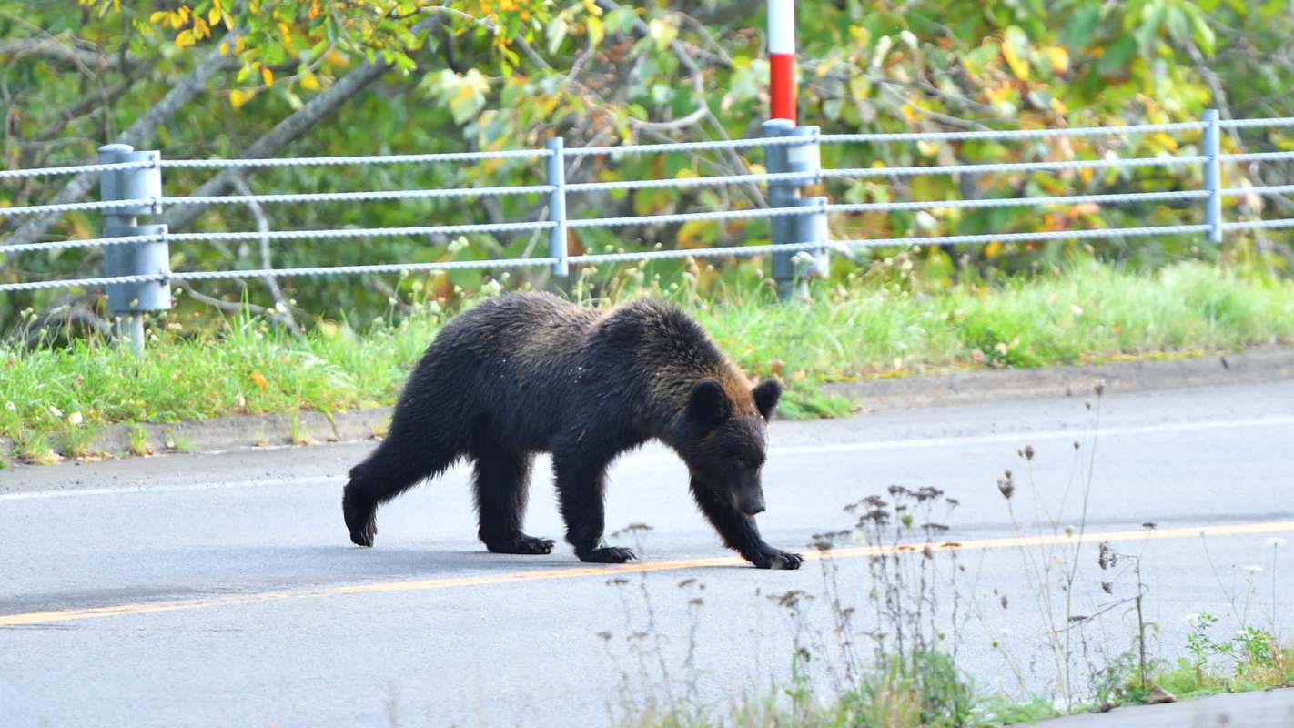 A large black bear walks along a road surrounded by grass and foliage.