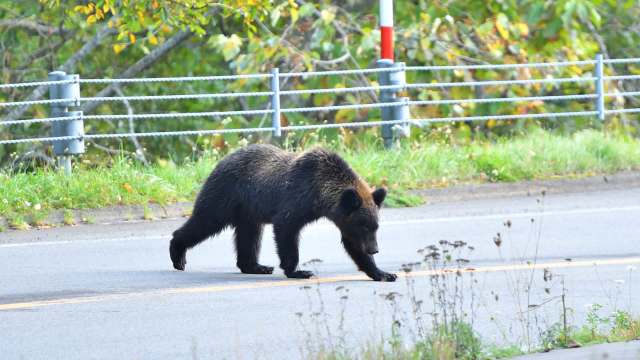 A large black bear walks along a road surrounded by grass and foliage.
