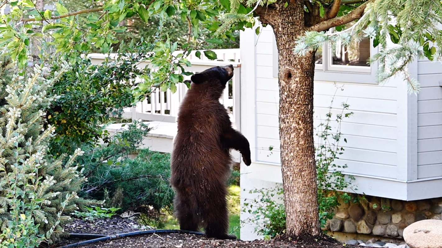 A black bear on its hind legs looking in a window.