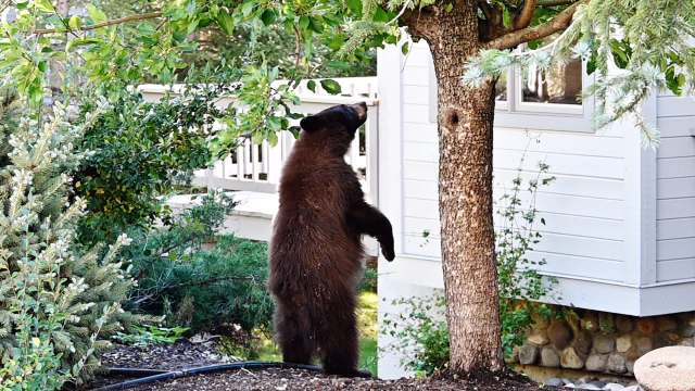 A black bear on its hind legs looking in a window.