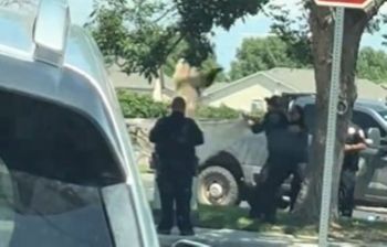 People catching a bear falling out of a tree.
