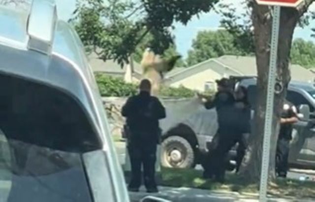 People catching a bear falling out of a tree.